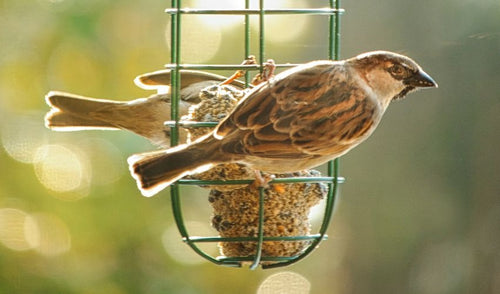 Summer Wild Bird Feeding and Care Tips