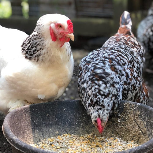 Scratch and Peck Feeds Organic Layer Feed 16% Protein + Corn For Chickens & Ducks (40 Lbs)
