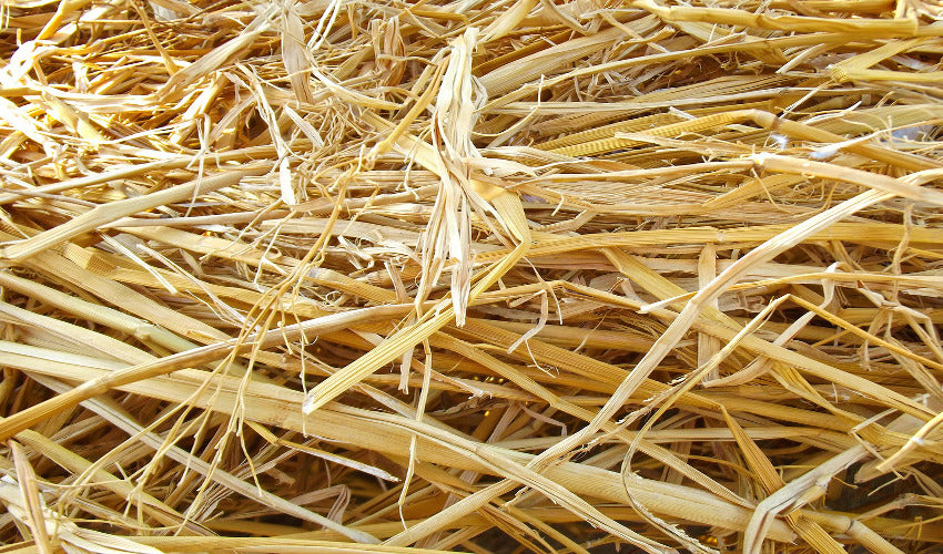 Five Factors of Hay Quality Five Factors of Hay Quality