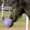 Horsemen's Pride Jolly Ball (10 in Bubblegum Pink)