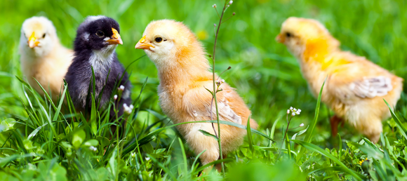 A group of four fluffy chicks standing in vibrant green grass, with two yellow chicks, one black chick, and one partially visible yellow chick in the background, surrounded by small wildflowers.