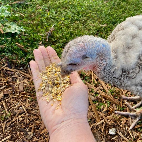 Scratch and Peck Feeds Organic Turkey Grower
