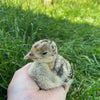 Scratch and Peck Feeds Organic Turkey Grower