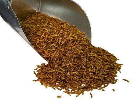 BAR Ale Tillie's Treats Dried Mealworms