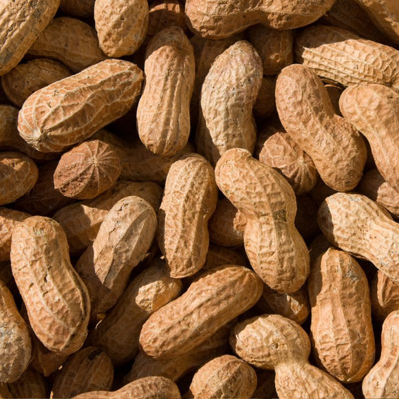 Peanuts in Shell