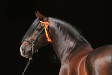 Breyer Dominante XXIX