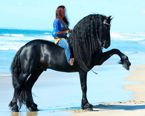 Breyer Sjoerd
