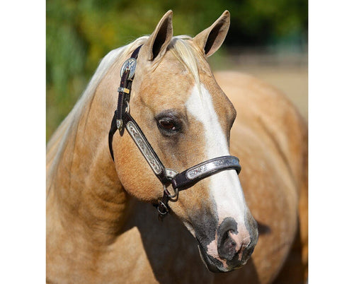 Breyer Ebony Shines & Charlize | Quarter Horse Set | Retired