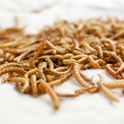Happy Hen Treats Mealworm Frenzy (30-oz)